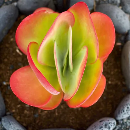 Lejlighed Casa Ema - No Stress Holidays